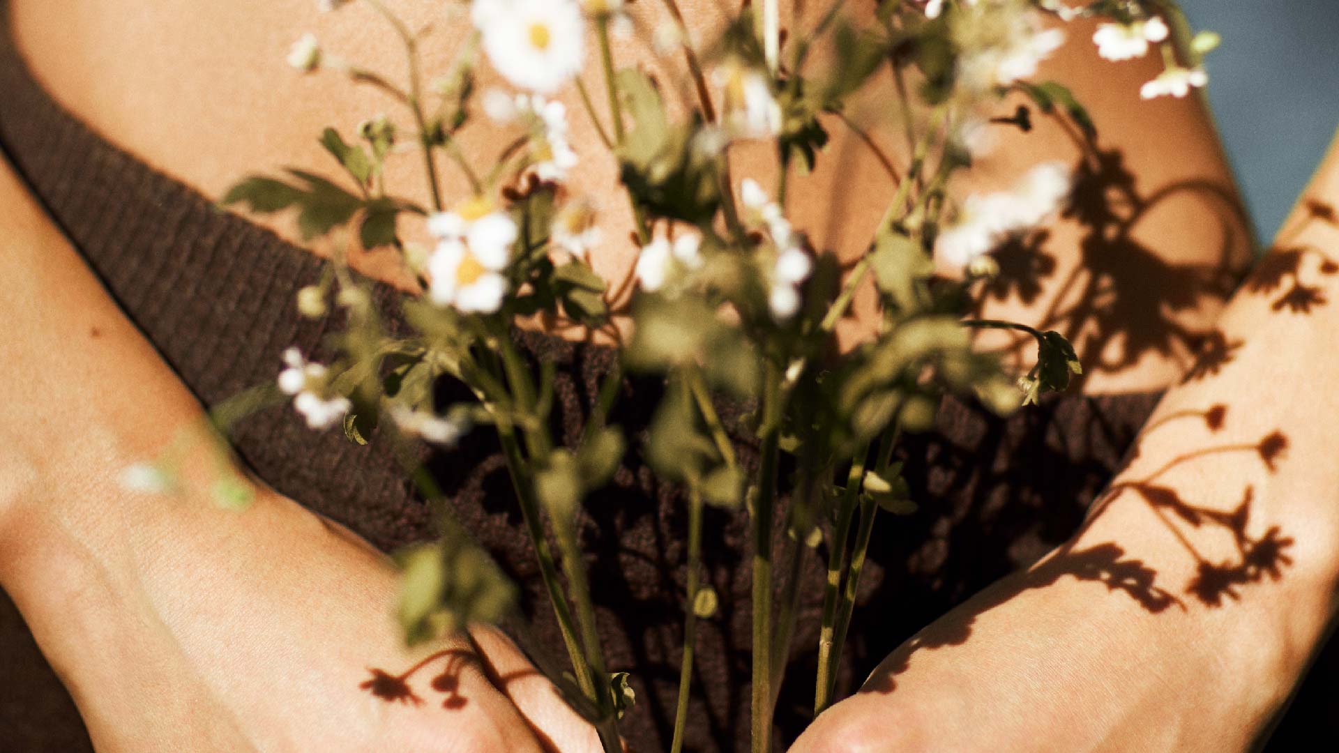 Orblink Brand Story Banner - Wildflowers and Sunlight Symbolizing Natural Balance & Wellness