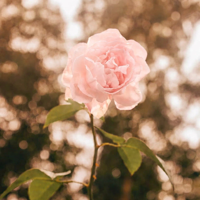 Open & Soften